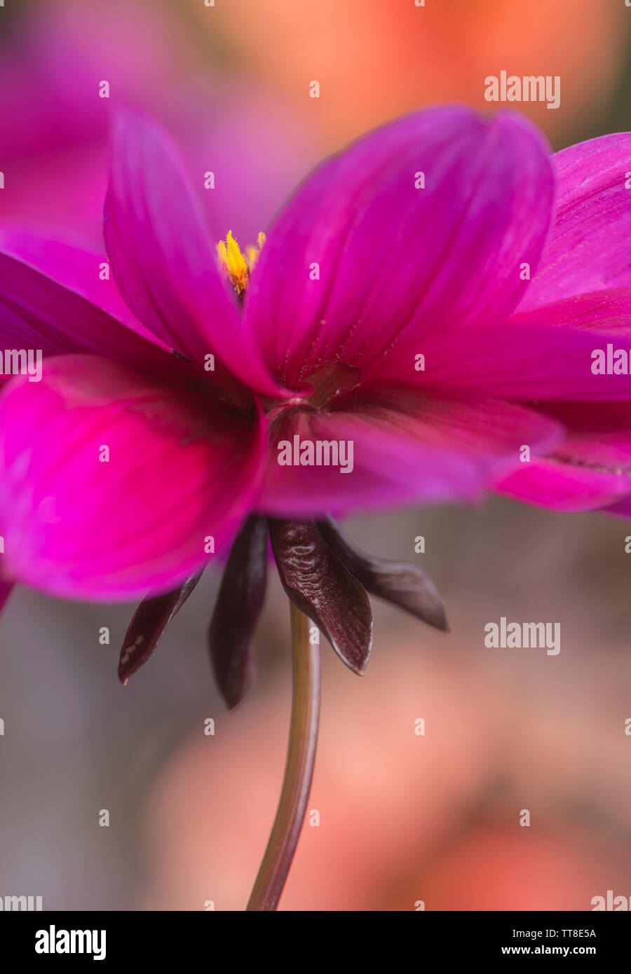 Pink Dahlia flower showing stamens & sepals Stock Photo