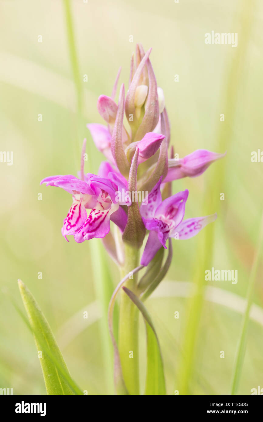 Early marsh orchid (Dactylorhiza incarnata). Surrey, UK. Stock Photo