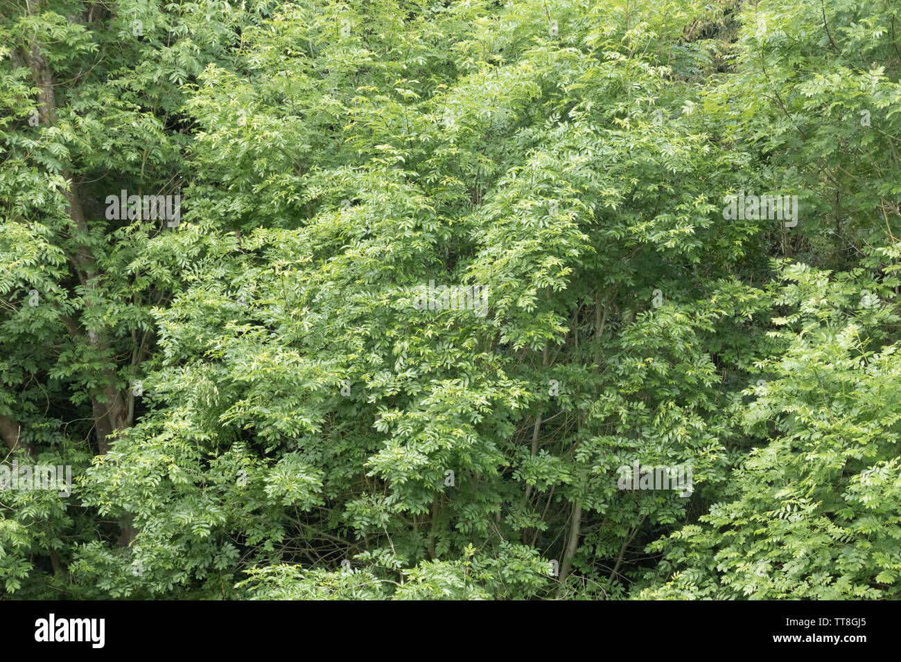 Healthy ash trees (Fraxinus excelsior). Surrey, UK Stock Photo Alamy