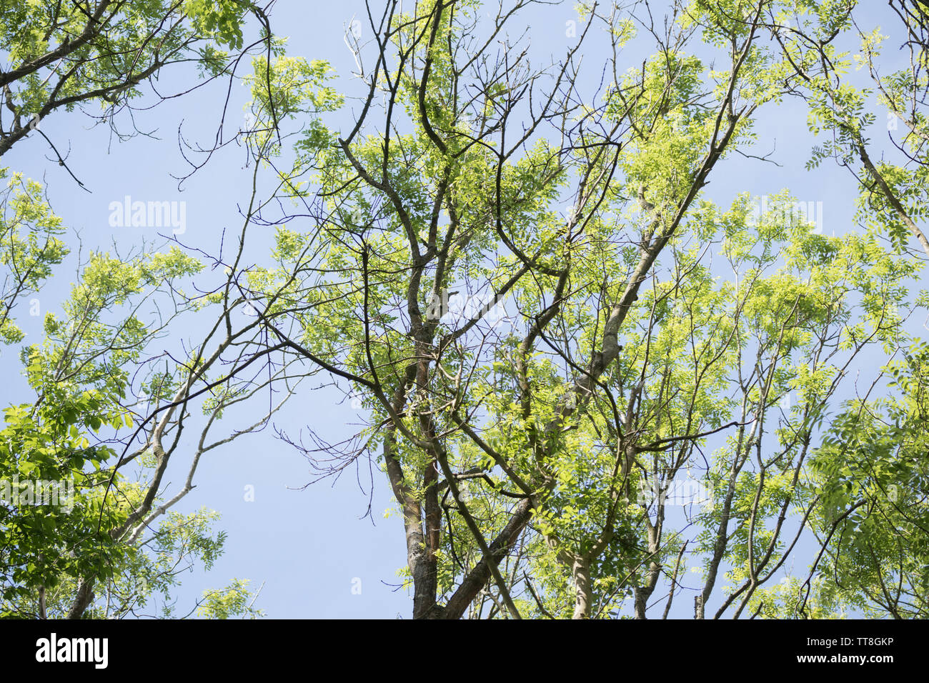 Ash trees (Fraxinus excelsior) showing signs of ash dieback disease (Hymenoscyphus fraxineus