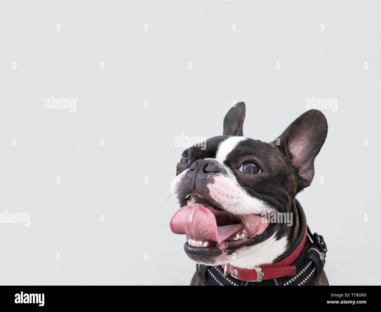Closeup portrait of beautiful boston terrier pure breed blankspace, copyspace Stock Photo