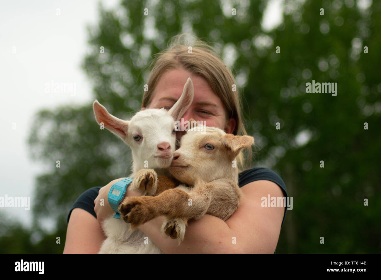 Golden Guernsey Goat Stock Photo