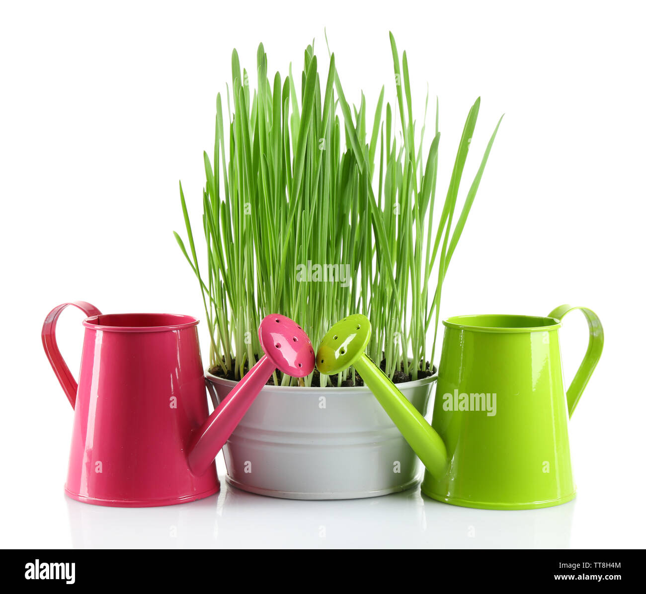 Fresh Green Grass In Small Metal Bucket And Decorative Watering