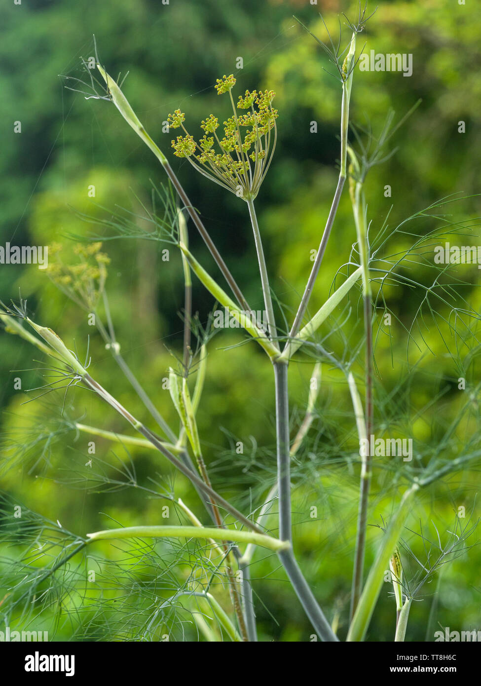 Fennel plant (Foeniculum vulgare) with flowerheads in garden Stock Photo