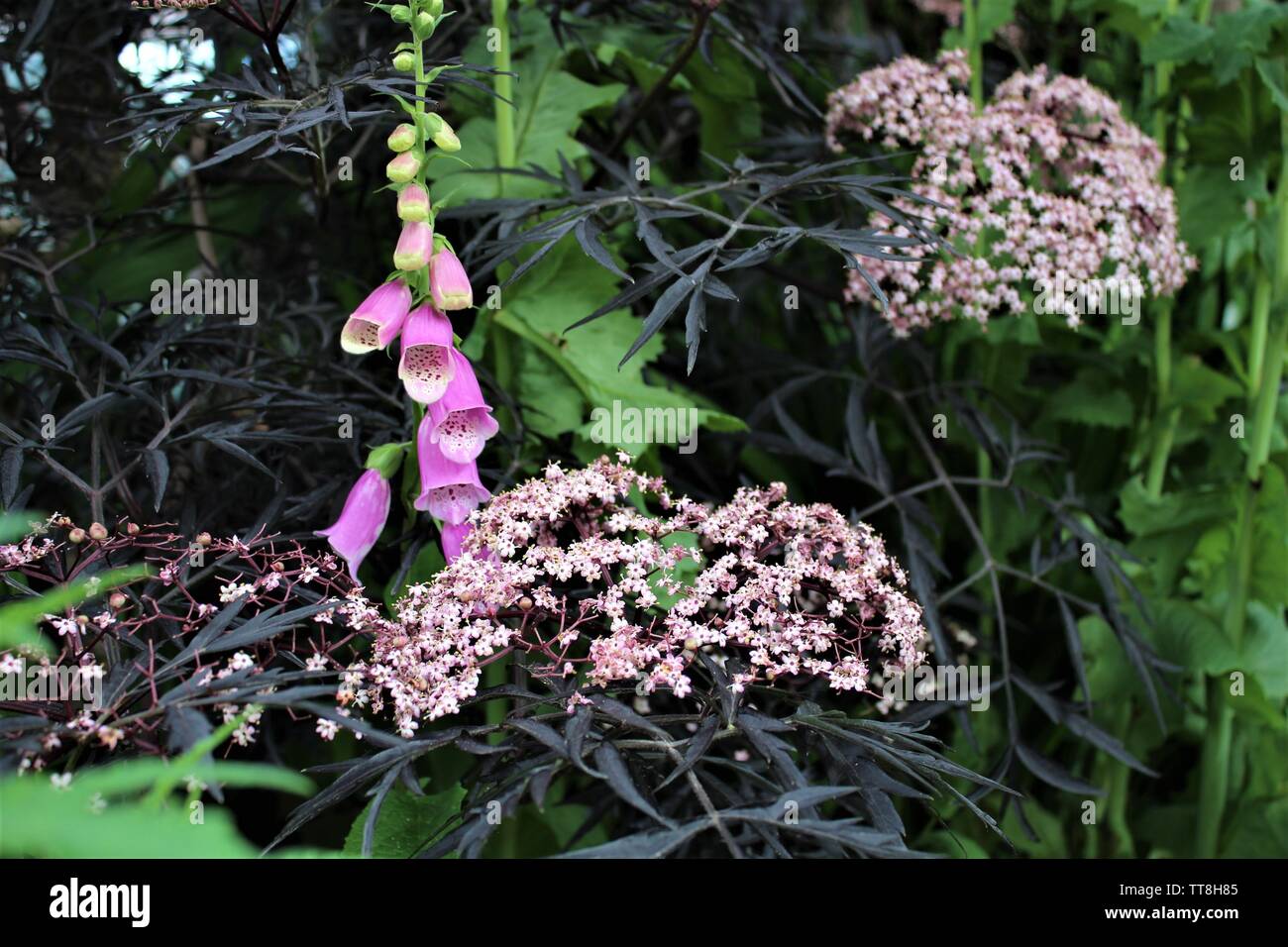 Foxgloves and Black Elder Stock Photo