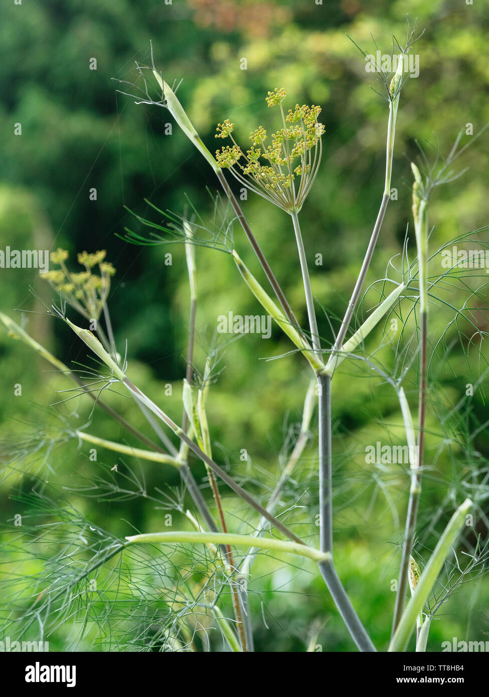 Aniseed plant hires stock photography and images Alamy