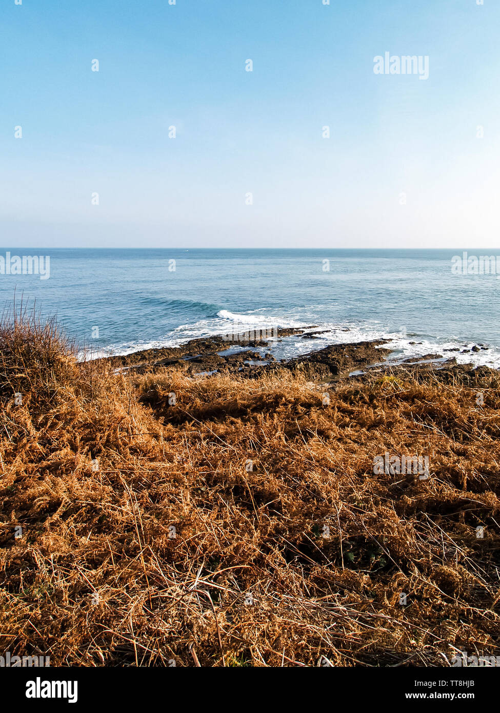 A view looking out over the sea with bracken. Near Oxwich Point, Oxwich Bay, Gower, Wales, UK. Stock Photo
