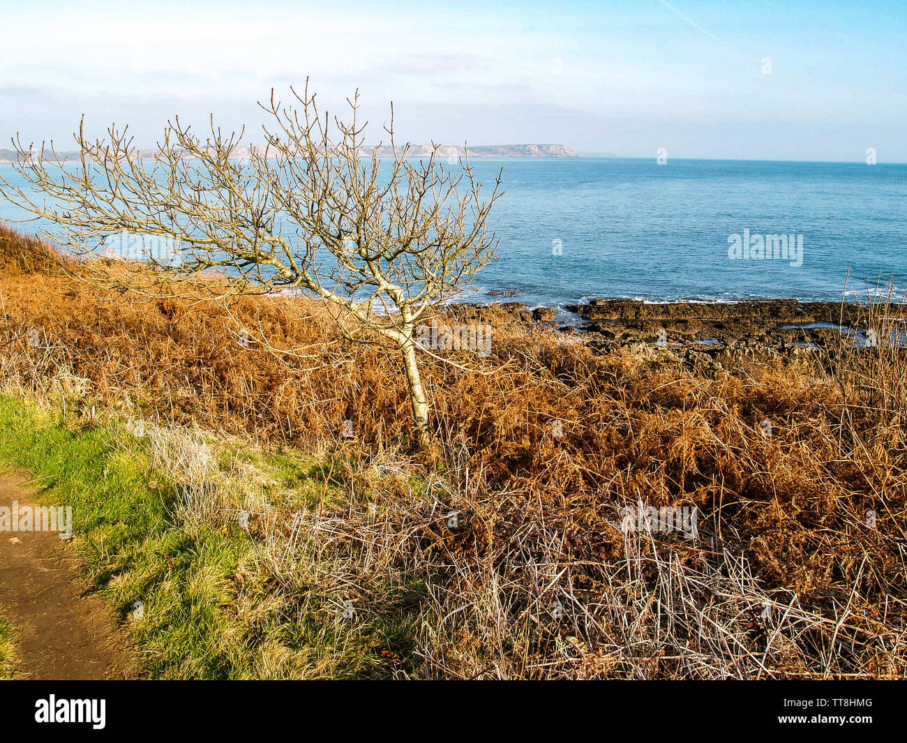 A view from the coastal footpath looking out over the sea with a windswept tree and bracken. Near Oxwich Point, Oxwich Bay, Gower, Wales, UK. Stock Photo