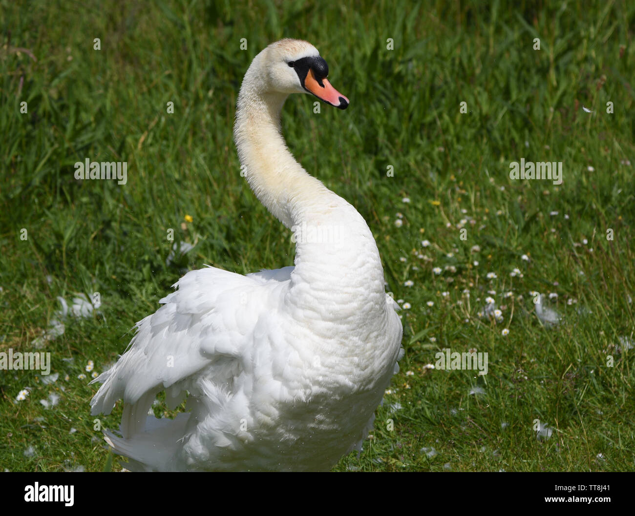 Swan with and without cygnets Stock Photo