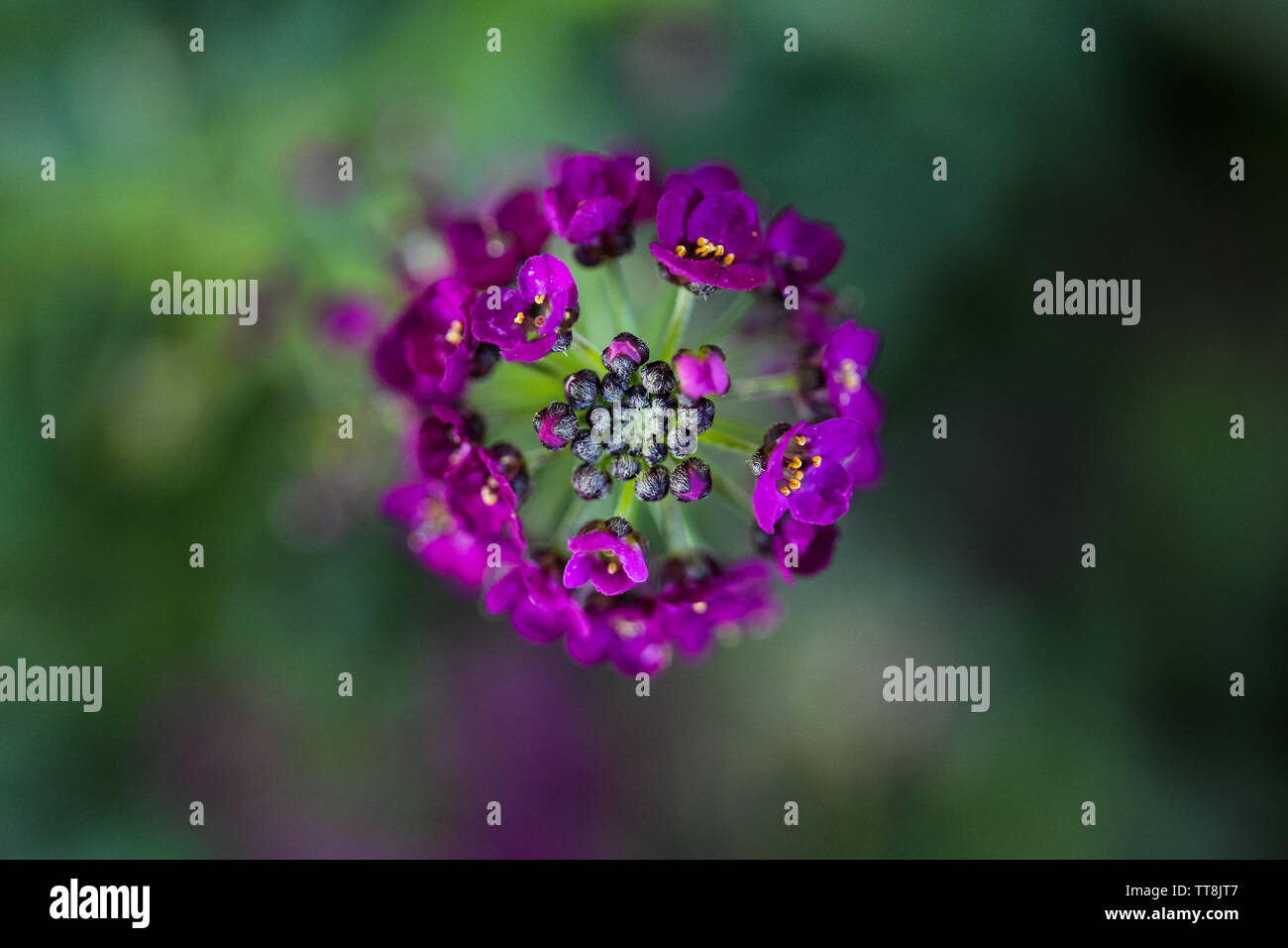 Alyssum flower hi-res stock photography and images - Alamy