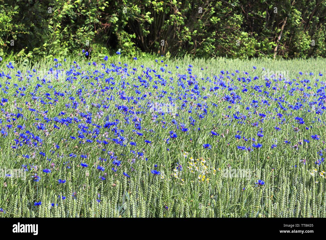 Beautiful purple cornflowers in an agricultural crop field on a sunny day Stock Photo