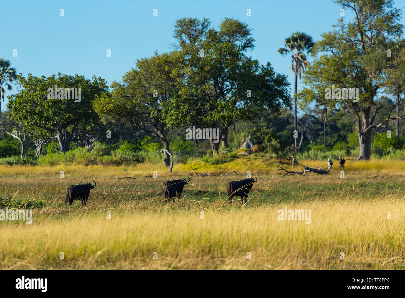 The African buffalo, affalo, nyati, mbogo or Cape buffalo (Syncerus caffer), Okavango Delta, Botswana, Africa Stock Photo