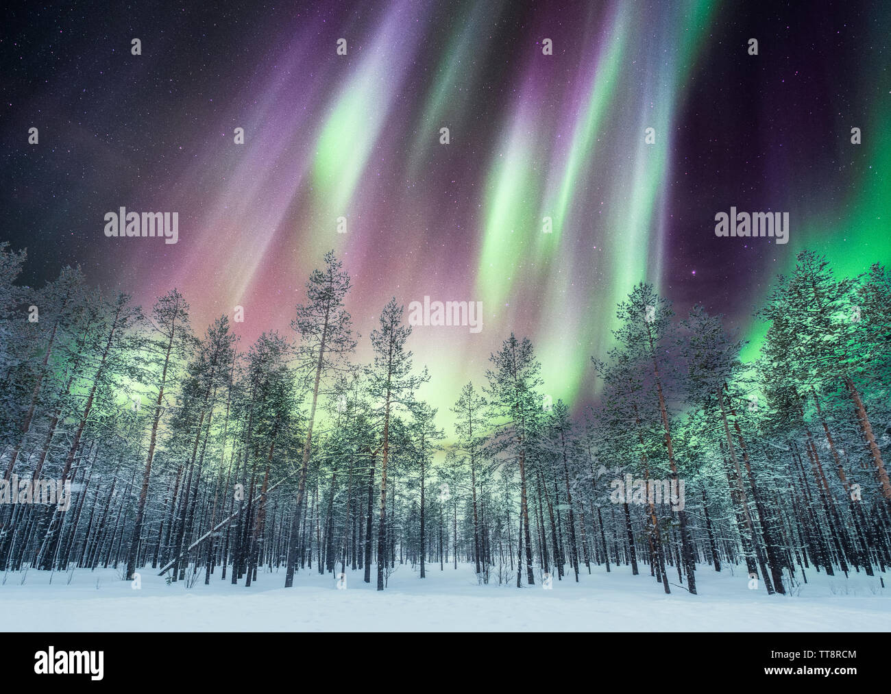 Aurora borealis over pine hi-res stock photography and images - Alamy