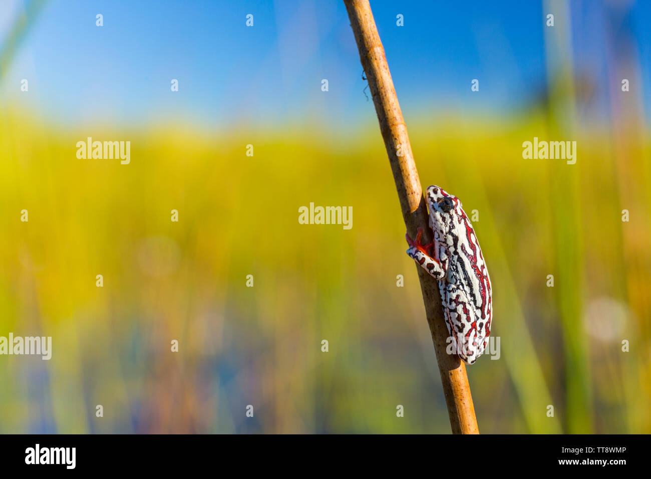 Painted Reed Frog (Hyperolius marmoratus), Okavango Delta, Botswana, Africa Stock Photo