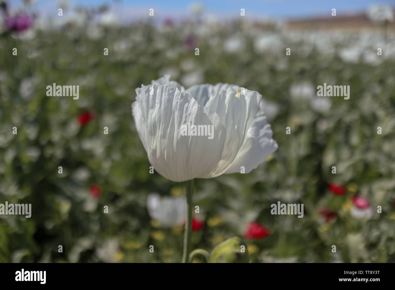 field of opium alkaloids poppy plant and flowering. It is important in the pharmaceutical industry and its cultivation is limited. Stock Photo