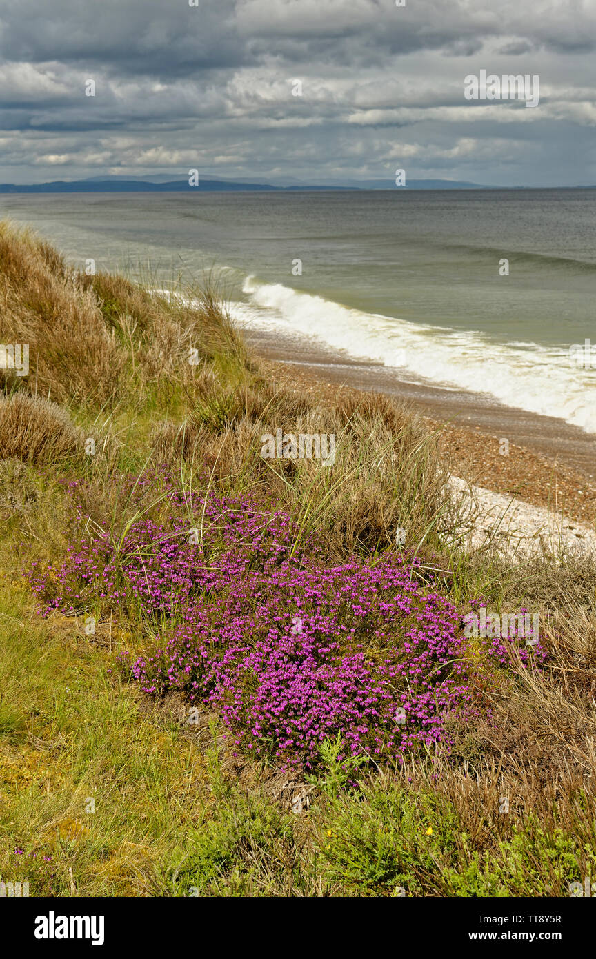 FINDHORN MORAY COAST SCOTLAND PURPLE HEATHER ERICA CINEREA GROWING ON SAND DUNES NEAR THE SEA Stock Photo