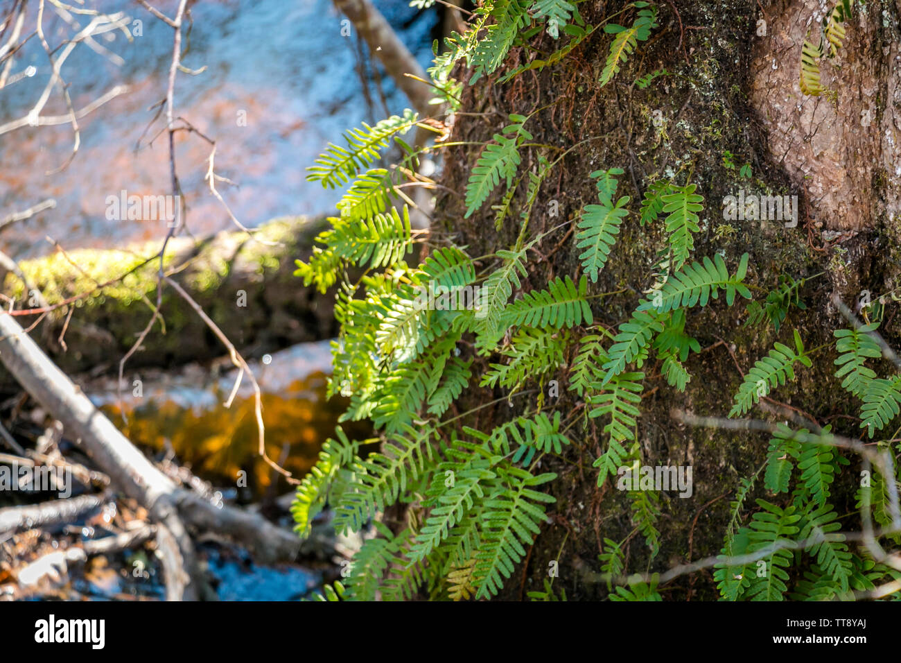 Moss and ferns growing on a tree. Stock Photo
