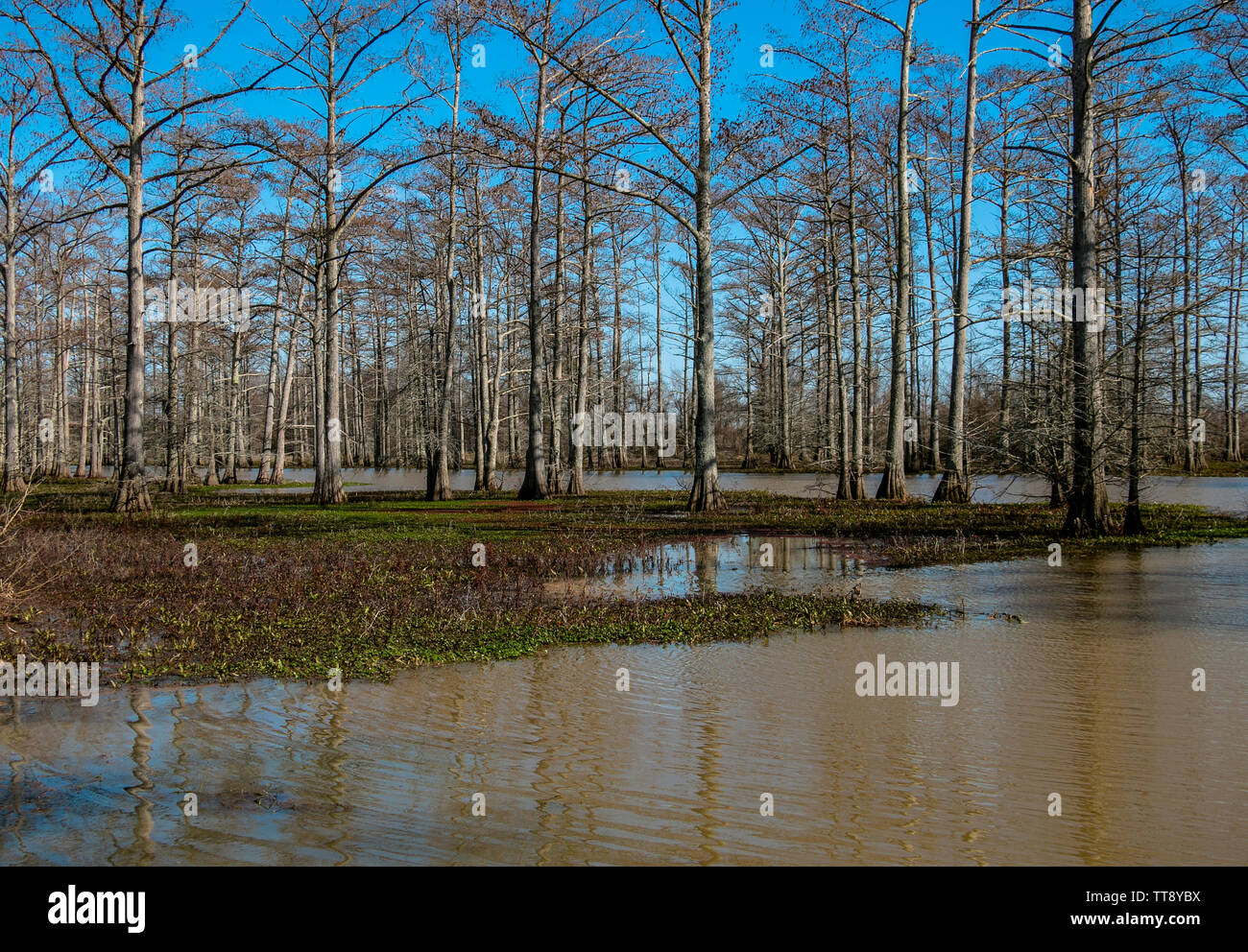 cypress trees in the swamp Stock Photo