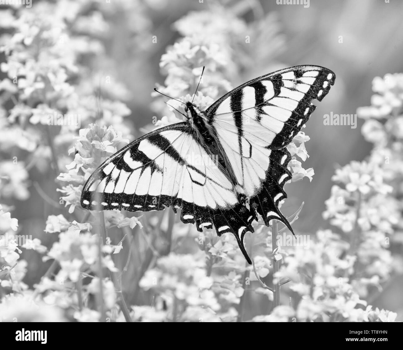 Horizontal black and white shot looking down on a butterfly.  Looks like he’s flying over some little flowers. Stock Photo