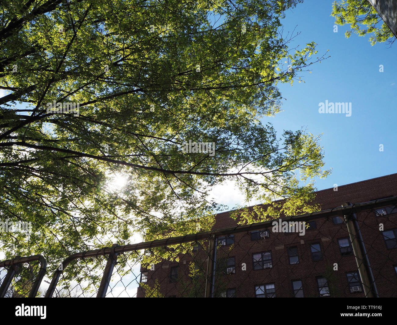 Rays sun through trees camera hi-res stock photography and images - Alamy