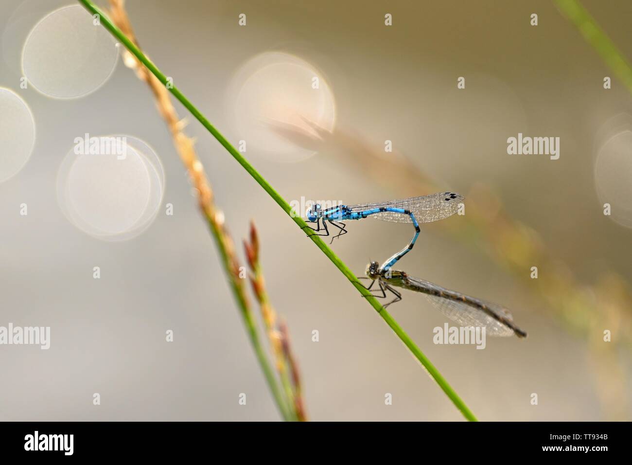 Mating of two dragonflies. Sitting insects on a blade of grass at ...