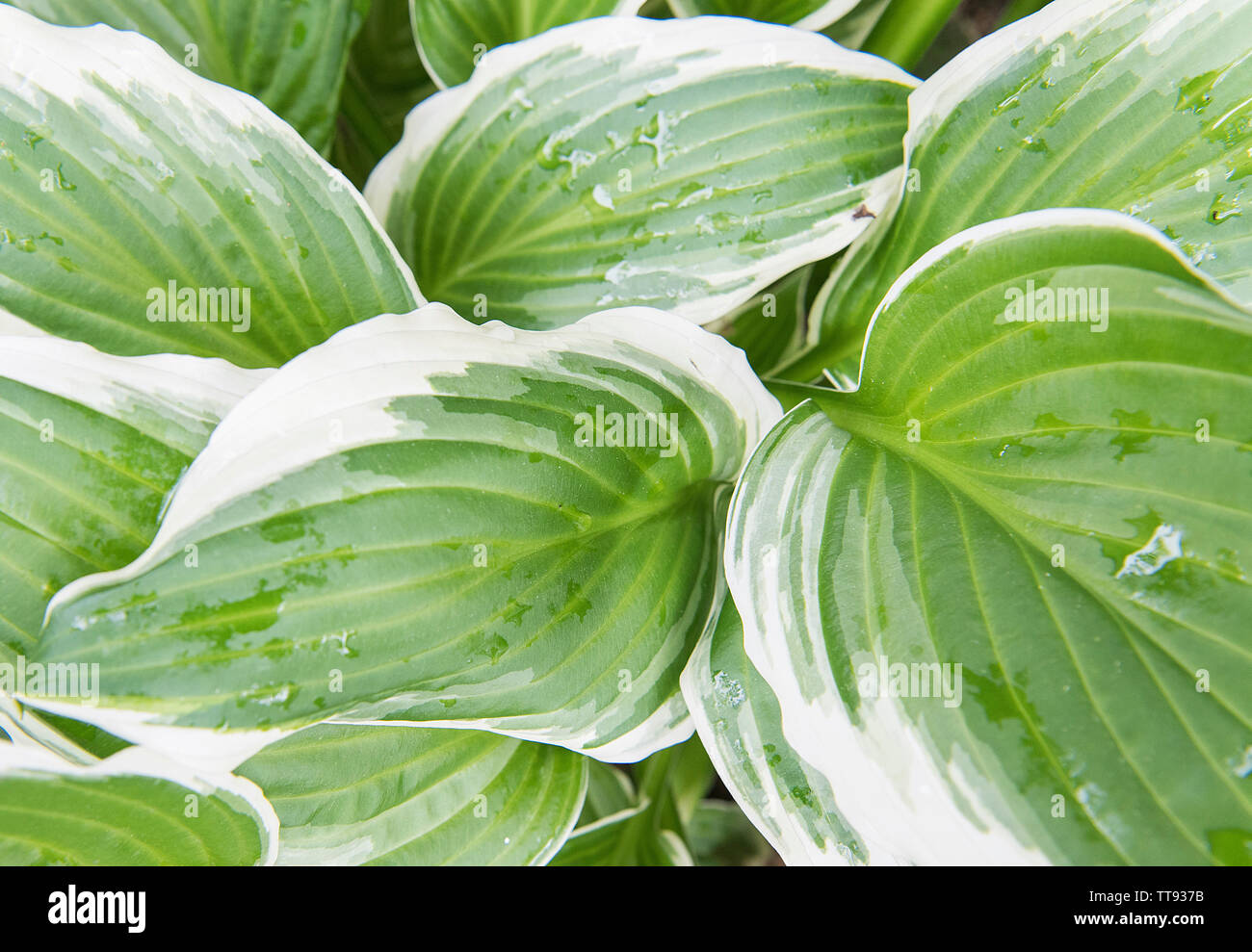 green and white plant leaves are shown up close with raindrops Stock