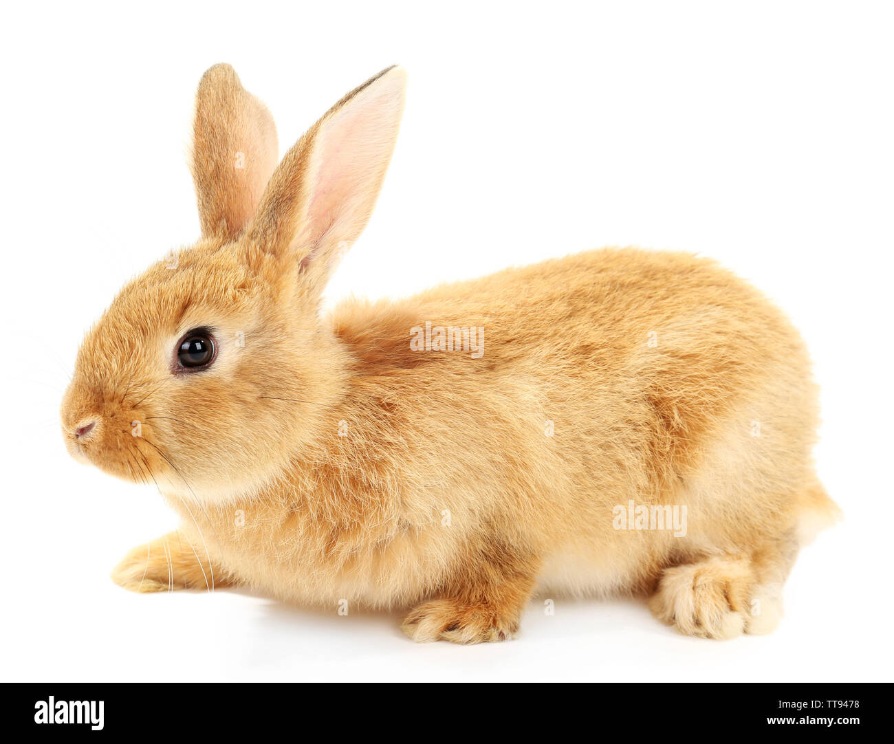 Cute brown rabbit isolated on white Stock Photo - Alamy