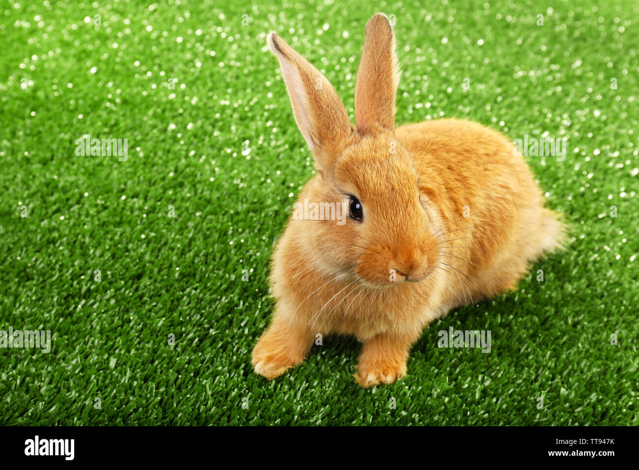 Cute brown rabbit on green grass background Stock Photo