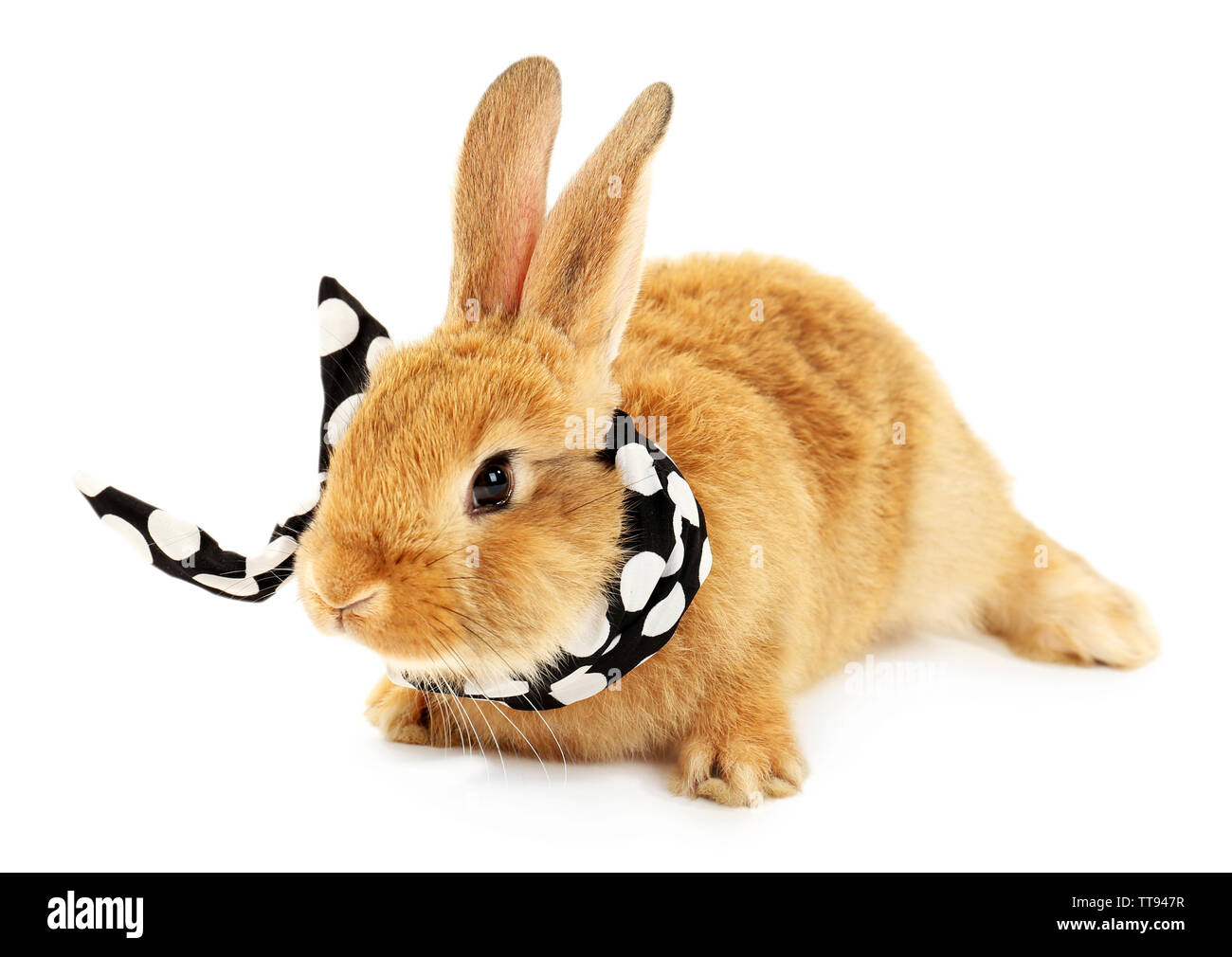 Cute brown rabbit with scarf isolated on white Stock Photo - Alamy