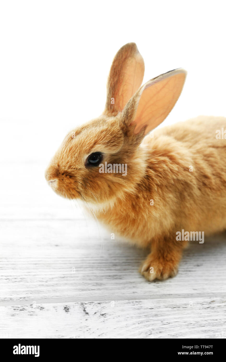 Cute brown rabbit on windowsill, closeup Stock Photo - Alamy