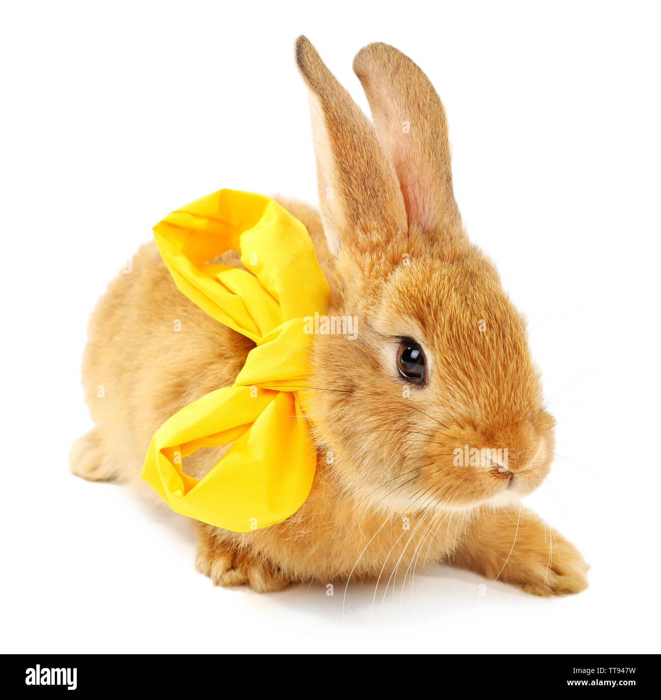 Cute brown rabbit with scarf isolated on white Stock Photo - Alamy