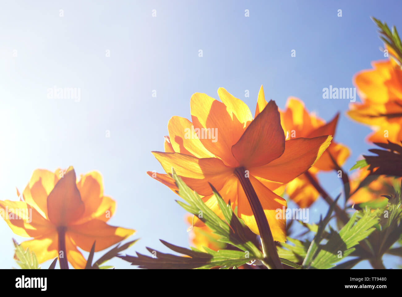 Wild orange globe flowers in blue sunny sky, close up, bottom-up view, sunshine, copy space Stock Photo