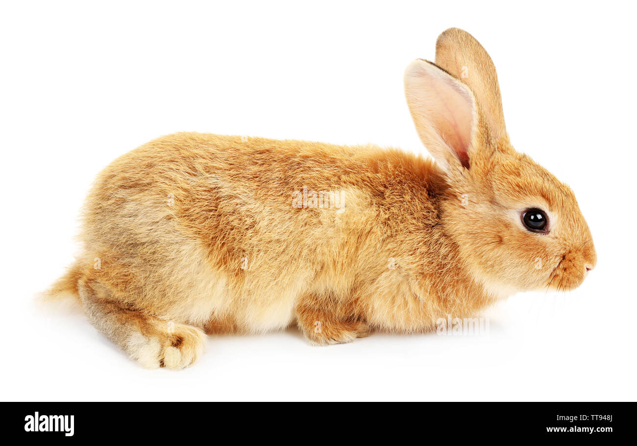 Cute brown rabbit isolated on white Stock Photo - Alamy