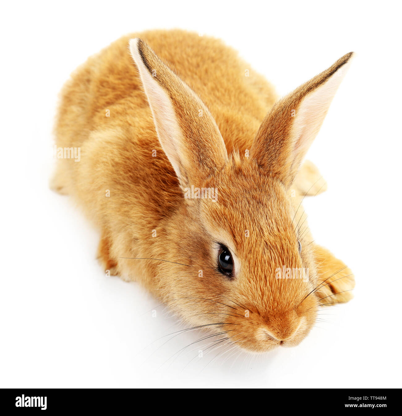 Cute brown rabbit isolated on white Stock Photo - Alamy
