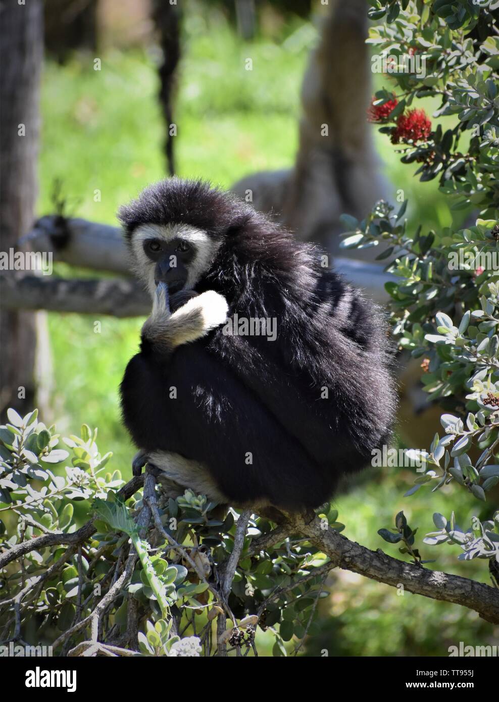 Bangladesh animal of monkey hi-res stock photography and images - Alamy