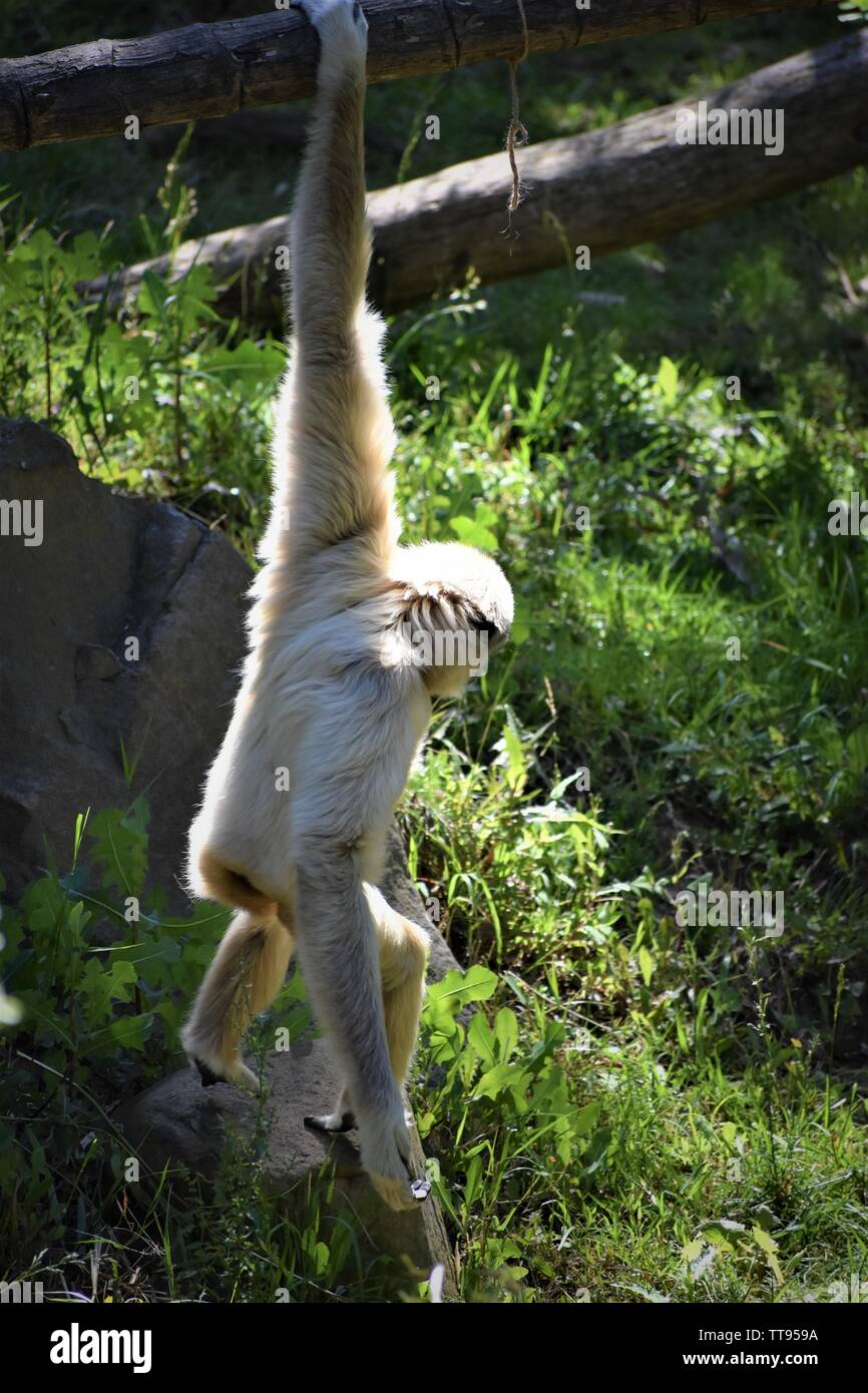 Monkey Hanging High Resolution Stock Photography and Images Alamy
