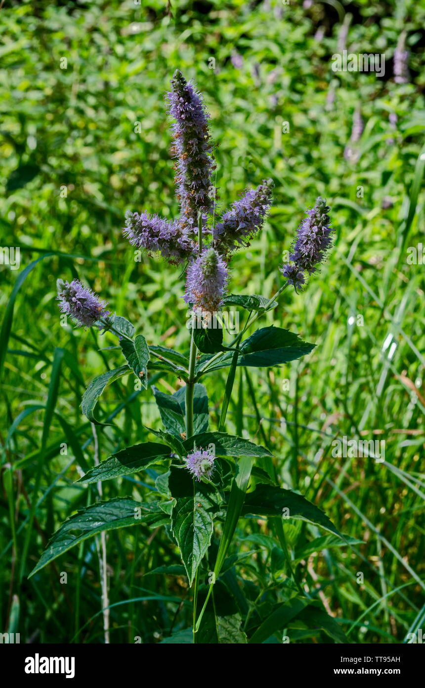 Pennyroyal or Mint Mentha pulegium, herbs, medicinal plant in glade, Vitosha, mountain, Bulgaria Stock Photo