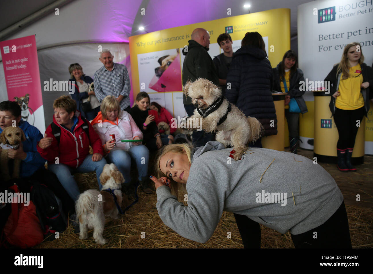 tatton park dogs