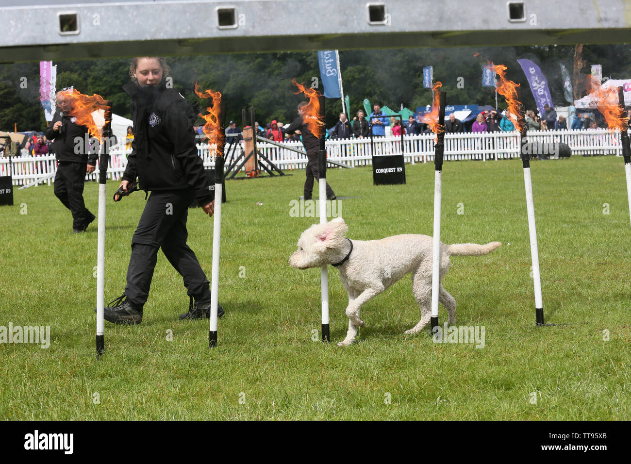 tatton park dogs