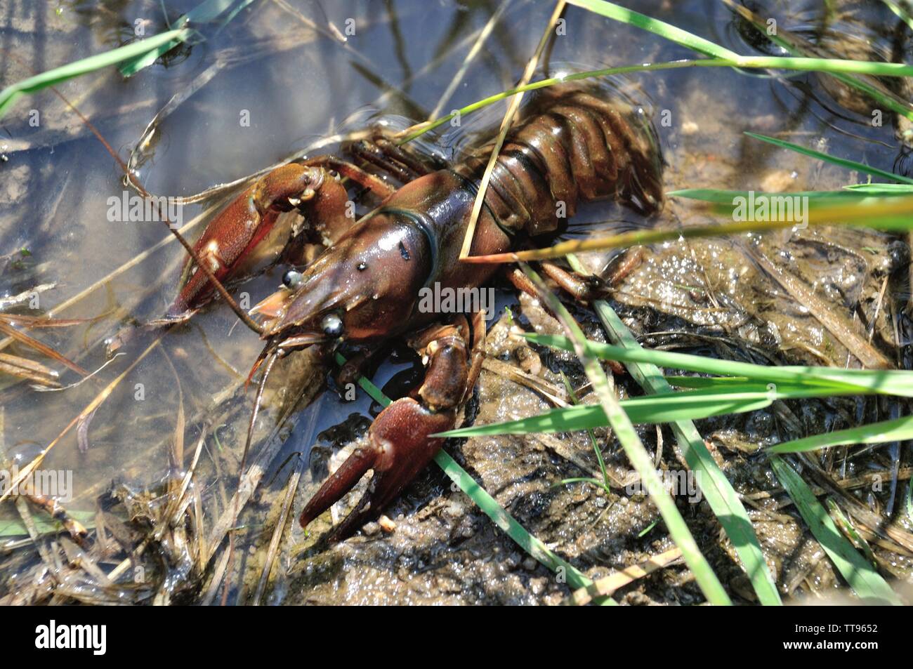 Crayfish in a pond Stock Photo Alamy