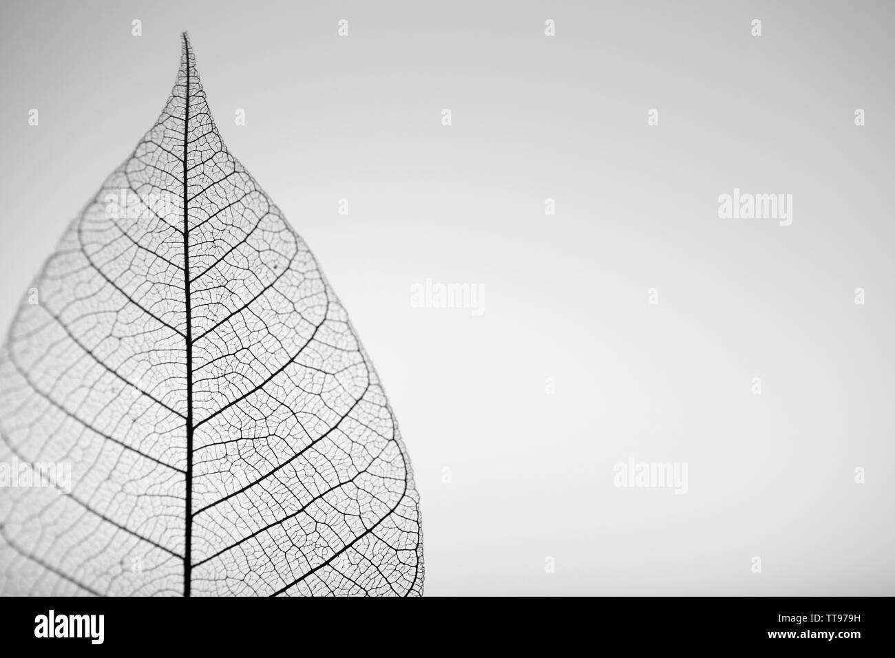Skeleton leaf on grey background, close up Stock Photo