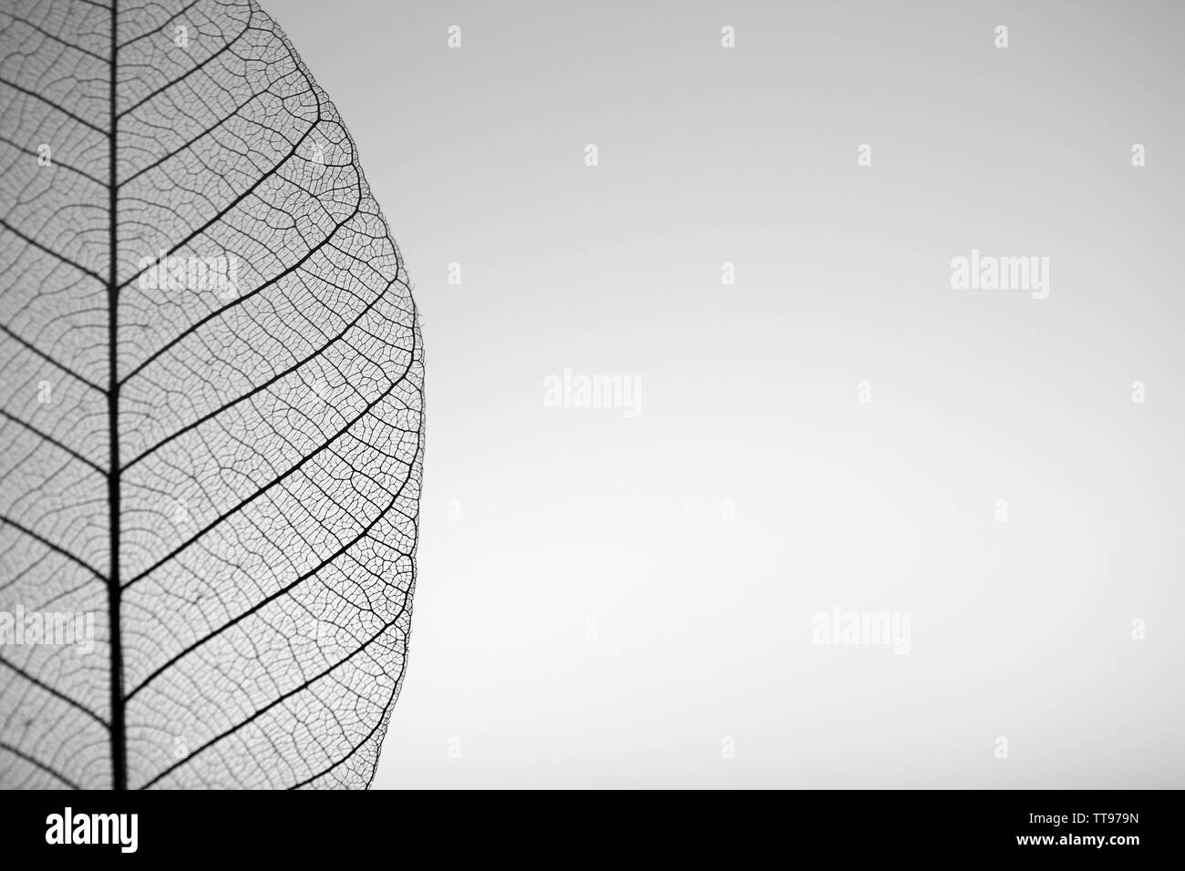 Skeleton leaf on grey background, close up Stock Photo
