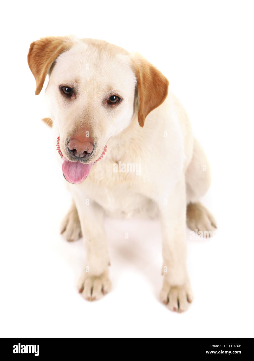 Cute dog isolated on white background Stock Photo - Alamy