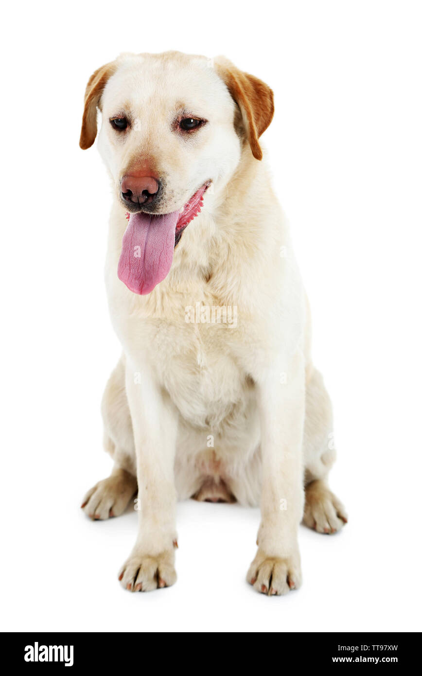 Cute dog isolated on white background Stock Photo - Alamy
