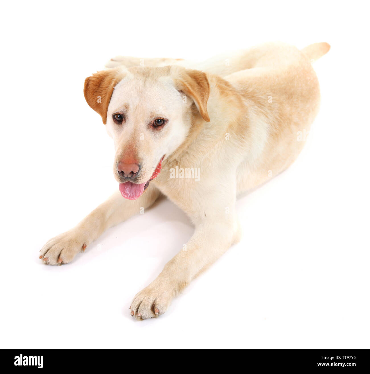Cute dog isolated on white background Stock Photo - Alamy