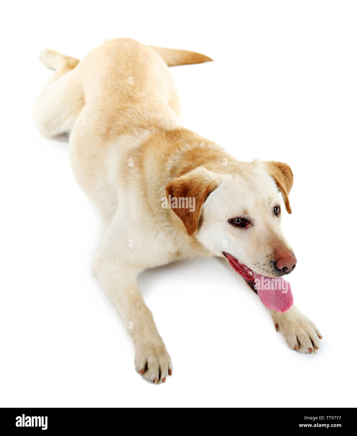 Cute dog isolated on white background Stock Photo - Alamy