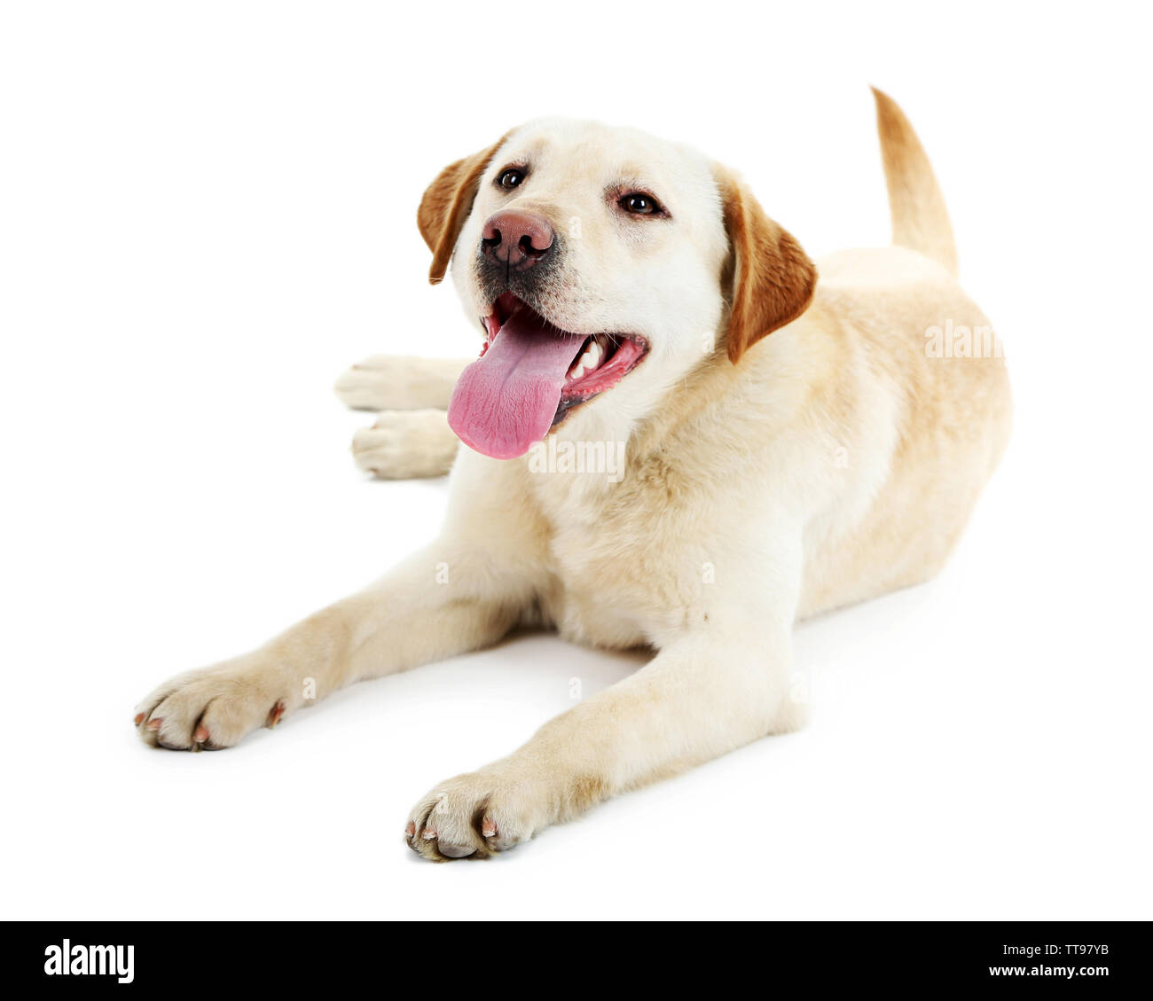 Cute dog isolated on white background Stock Photo - Alamy