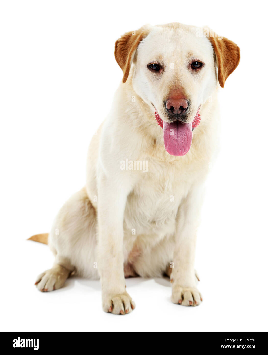 Cute dog isolated on white background Stock Photo - Alamy