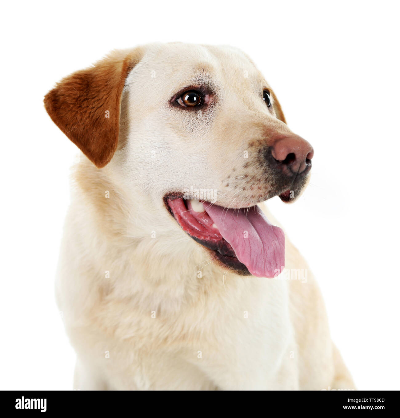 Cute dog isolated on white background Stock Photo - Alamy