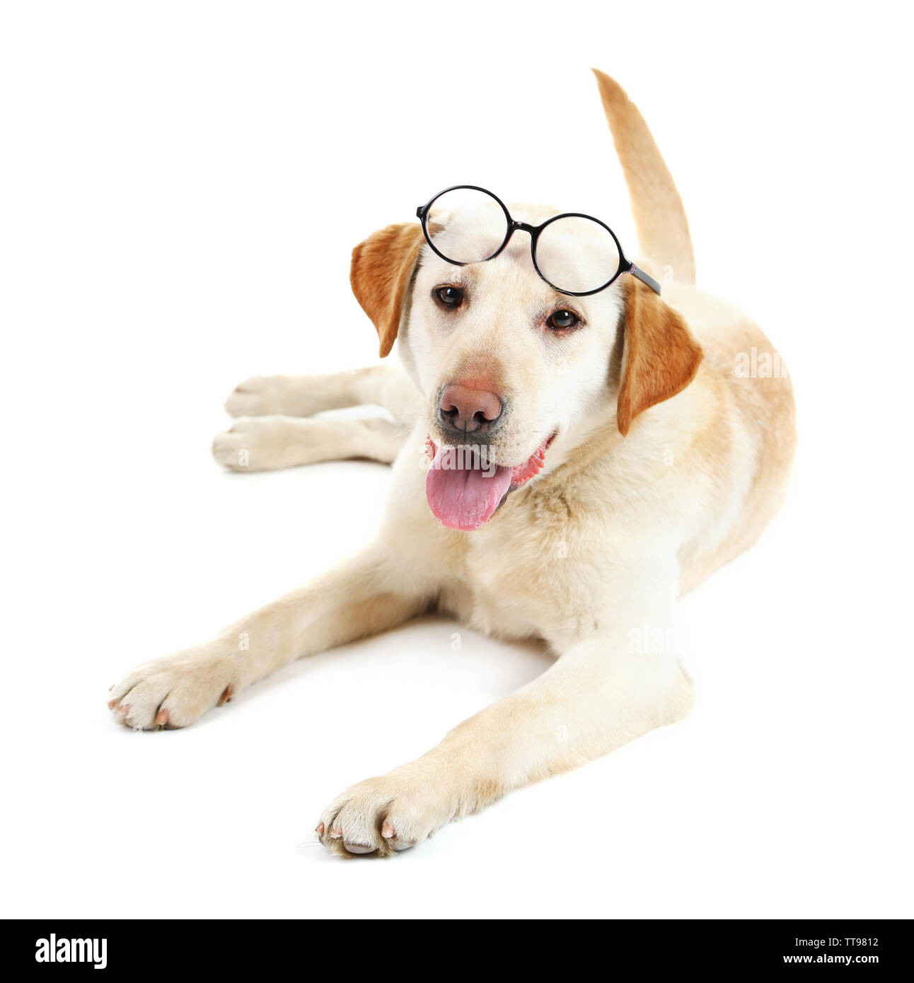 Cute dog with glasses isolated on white background Stock Photo - Alamy